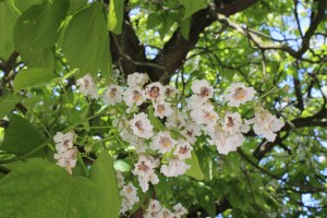 Catalpa bignonioides (2) (1200 x 800)